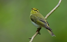 Foto: Ein grüner Vogel vor schwarzem Hintergrund.